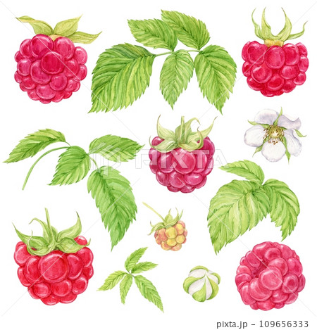 Red raspberry. Set of watercolor illustrations. Separate elements of a raspberry twig, berries, flowers, green leaves. Botanical painting. Set of raw fresh garden and forest natural ripe berries. 109656333