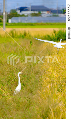 田んぼの白鷺 109656337