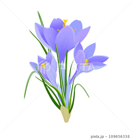 Mauve crocus on a blue background. 109656338