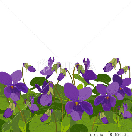 Viola is fragrant. Vector illustration. The plant, leaves and flowers are purple. Flowerbed with Viola Odorata flowers in bloom. Cosmetic, perfume and medicinal plants. Vector hand drawn illustration. Viola is fragrant. Vector illustration. The plant, leaves and flowers are purple. Flowerbed with Viola Odorata flowers in bloom. Cosmetic, perfume and medicinal plants. Vector hand drawn illustration. 109656339