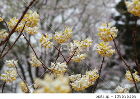 桜をバックに咲くミツマタの花 桜をバックに咲くミツマタの花 109656368