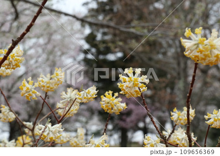 元気に咲いたミツマタの花 元気に咲いたミツマタの花 109656369