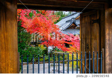 京都、金戒光明寺塔頭龍光院の紅葉 京都、金戒光明寺塔頭龍光院の紅葉 109656548