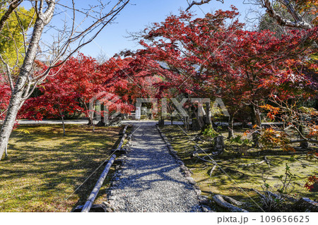 京都市山科　勧修寺（かじゅうじ）境内の紅葉 109656625
