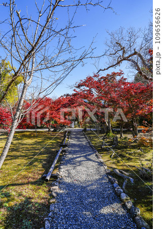 京都市山科　勧修寺（かじゅうじ）境内の紅葉 109656626