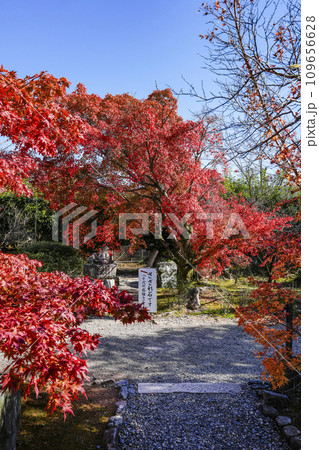 京都市山科　勧修寺（かじゅうじ）境内の紅葉 109656628