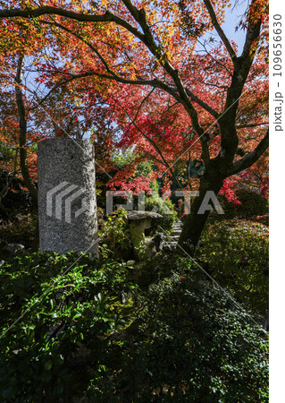 京都市山科　勧修寺（かじゅうじ）境内の紅葉 109656630