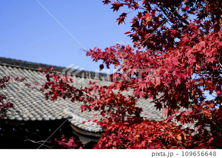 京都市山科　勧修寺（かじゅうじ）境内の紅葉 109656648
