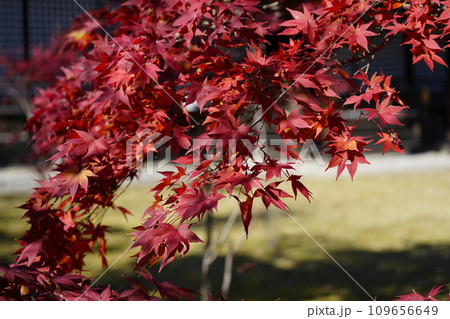 京都市山科　勧修寺（かじゅうじ）境内の紅葉 109656649