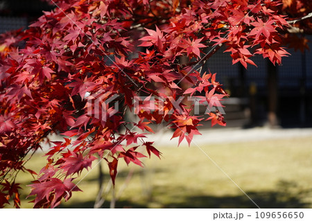京都市山科　勧修寺（かじゅうじ）境内の紅葉 109656650