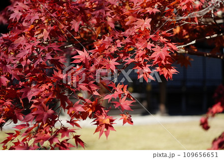 京都市山科 勧修寺(かじゅうじ)境内の紅葉 京都市山科 勧修寺(かじゅうじ)境内の紅葉 109656651