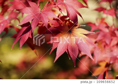 京都市山科　勧修寺（かじゅうじ）境内の紅葉 109656652