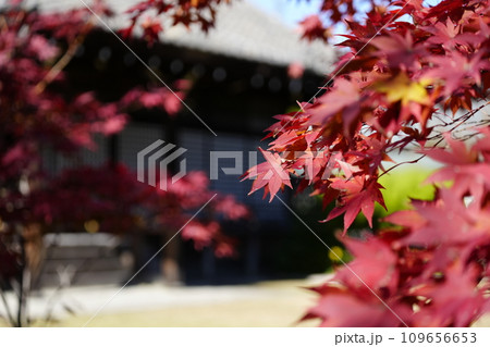 京都市山科 勧修寺(かじゅうじ)境内の紅葉 京都市山科 勧修寺(かじゅうじ)境内の紅葉 109656653