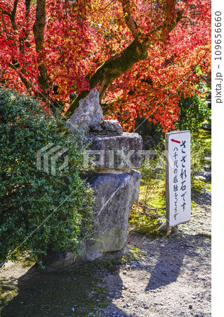 京都市山科　勧修寺（かじゅうじ）さざれ石 109656660
