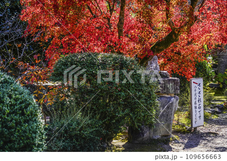 京都市山科　勧修寺（かじゅうじ）さざれ石 109656663