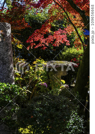京都市山科　勧修寺（かじゅうじ）境内の紅葉 109656668
