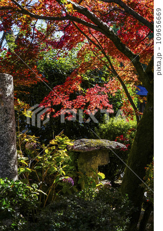 京都市山科　勧修寺（かじゅうじ）境内の紅葉 109656669