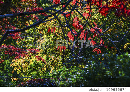 京都市山科 勧修寺(かじゅうじ)境内の紅葉 京都市山科 勧修寺(かじゅうじ)境内の紅葉 109656674