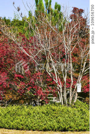 京都市山科　勧修寺（かじゅうじ）境内の紅葉 109656700
