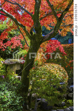京都市山科　勧修寺（かじゅうじ）境内の紅葉 109656704