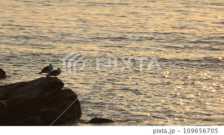 オホーツク、日の出岬、朝、日の出前の鳥 109656705