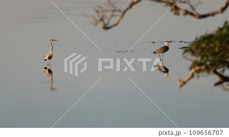 尾岱沼の朝食中の鳥たち 109656707