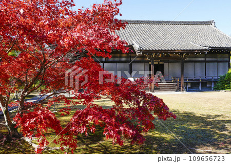 京都市山科 勧修寺(かじゅうじ)境内の紅葉 京都市山科 勧修寺(かじゅうじ)境内の紅葉 109656723