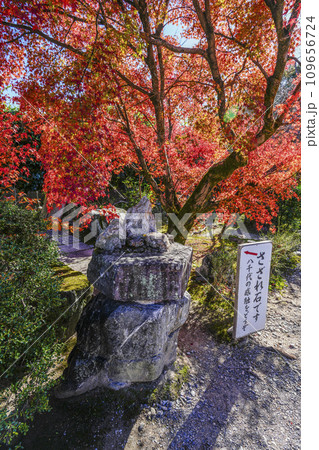 京都市山科 勧修寺(かじゅうじ)さざれ石 京都市山科 勧修寺(かじゅうじ)さざれ石 109656724