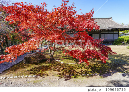 京都市山科　勧修寺（かじゅうじ）境内の紅葉 109656736