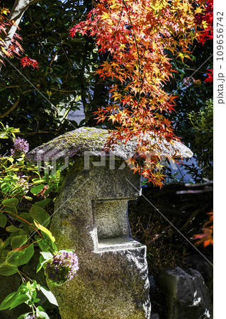 京都市山科 勧修寺(かじゅうじ)境内の紅葉 京都市山科 勧修寺(かじゅうじ)境内の紅葉 109656742