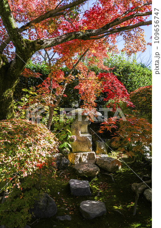 京都市山科 勧修寺(かじゅうじ)境内の紅葉 京都市山科 勧修寺(かじゅうじ)境内の紅葉 109656747
