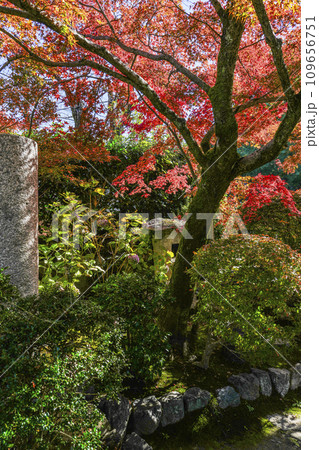 京都市山科　勧修寺（かじゅうじ）境内の紅葉 109656751