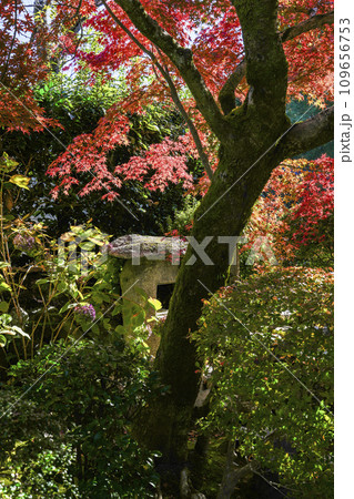 京都市山科　勧修寺（かじゅうじ）境内の紅葉 109656753