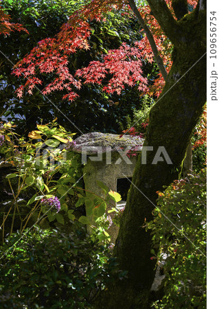 京都市山科 勧修寺(かじゅうじ)境内の紅葉 京都市山科 勧修寺(かじゅうじ)境内の紅葉 109656754