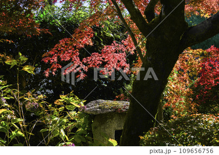 京都市山科　勧修寺（かじゅうじ）境内の紅葉 109656756