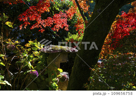 京都市山科　勧修寺（かじゅうじ）境内の紅葉 109656758