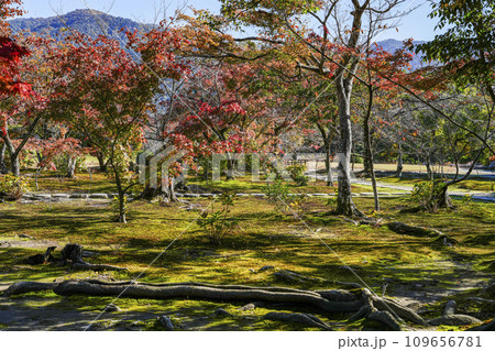 京都市山科　勧修寺（かじゅうじ）境内の紅葉 109656781