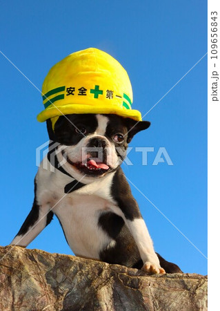青空の下で黄色いヘルメットを被って可愛く見つめるボストンテリアのマイティ君♡ 青空の下で黄色いヘルメットを被って可愛く見つめるボストンテリアのマイティ君♡ 109656843