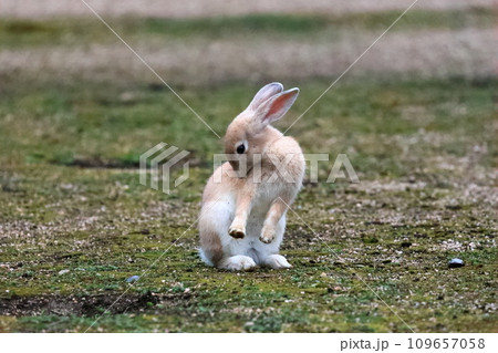 毛づくろいするうさぎ 毛づくろいするうさぎ 109657058