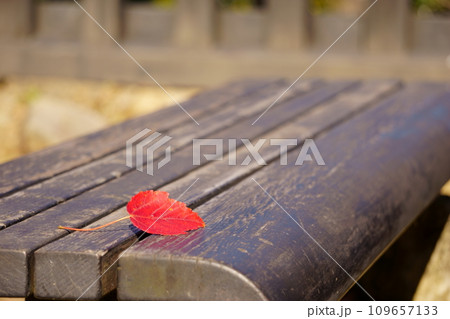 ベンチに落ちた紅葉の赤い葉っぱ2 ベンチに落ちた紅葉の赤い葉っぱ2 109657133