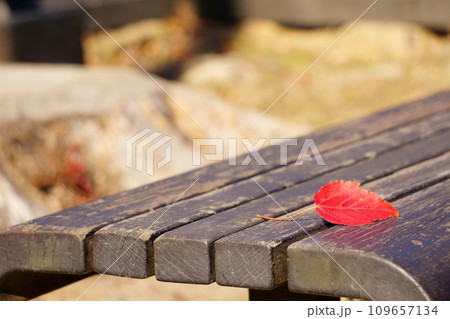 ベンチに落ちた紅葉の赤い葉っぱ1 ベンチに落ちた紅葉の赤い葉っぱ1 109657134