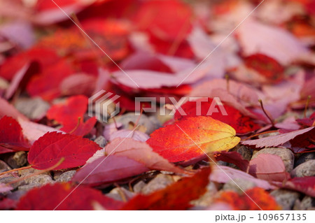 紅葉した赤い落ち葉13 109657135