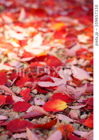 紅葉した赤い落ち葉11 紅葉した赤い落ち葉11 109657138