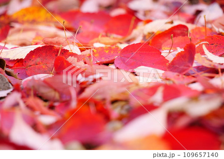 紅葉した赤い落ち葉9 紅葉した赤い落ち葉9 109657140