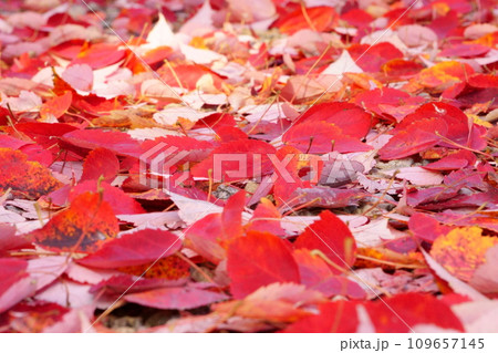紅葉した赤い落ち葉5 紅葉した赤い落ち葉5 109657145