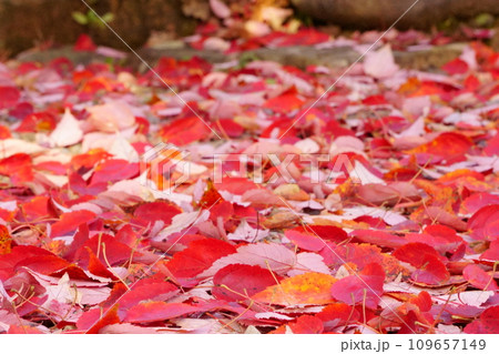 紅葉した赤い落ち葉2 109657149