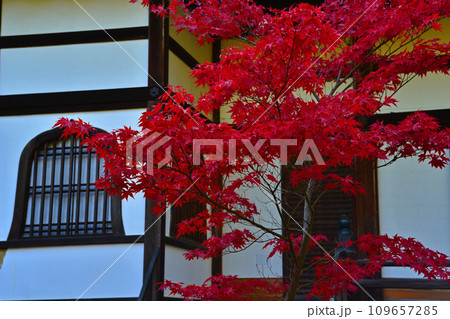 燃える紅葉 燃える紅葉 109657285