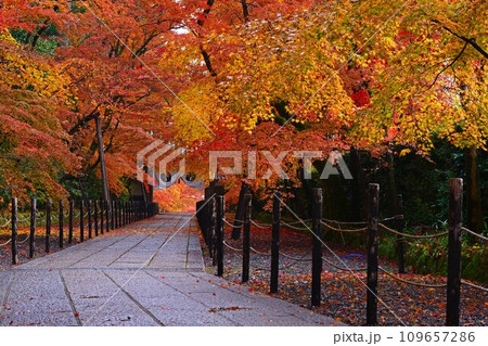 紅葉のトンネル 紅葉のトンネル 109657286