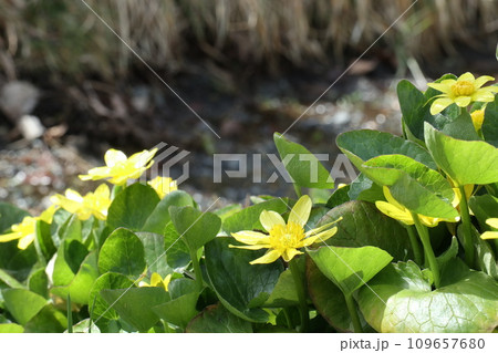 水辺に咲くヒメリュウキンカの花 109657680