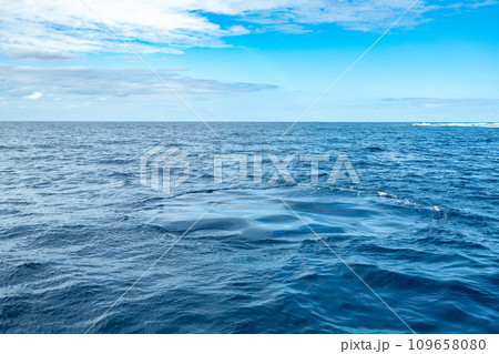 ホエールリング ホエールリング 109658080